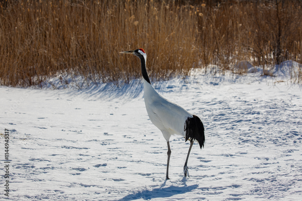 Grus japonensis. The Japanese crane is the rarest crane species after the white crane.