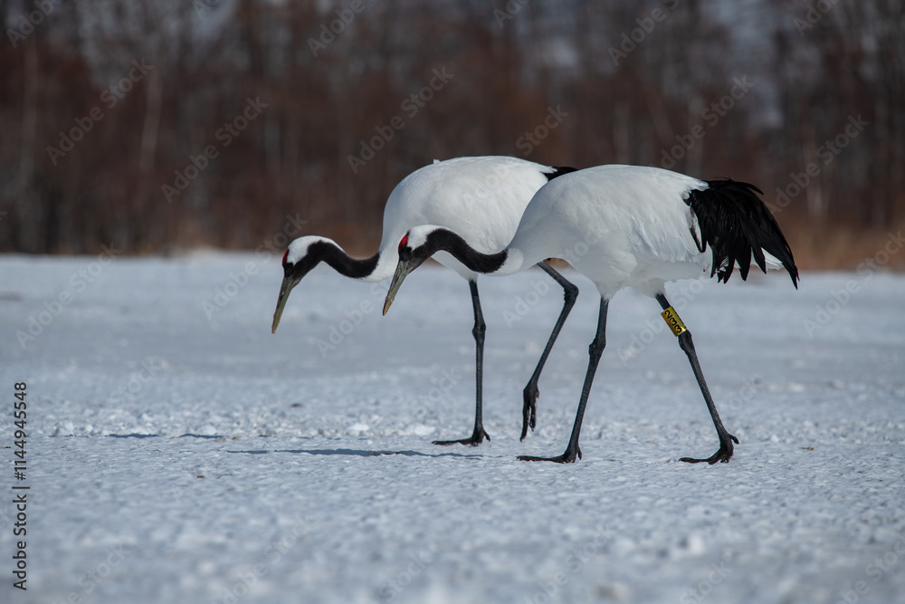 Grus japonensis. The Japanese crane is the rarest crane species after the white crane.