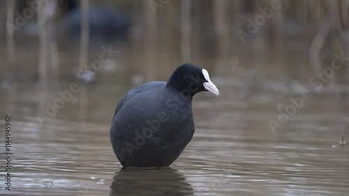 Eurasian coot, Fulica atra. On a sunny morning, a bird floats down the river