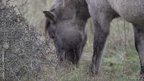 Semi-wild Polish Konik horse eating grass on a meadow near the forest