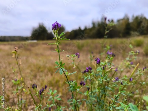 Alfalfa. A flower in the field