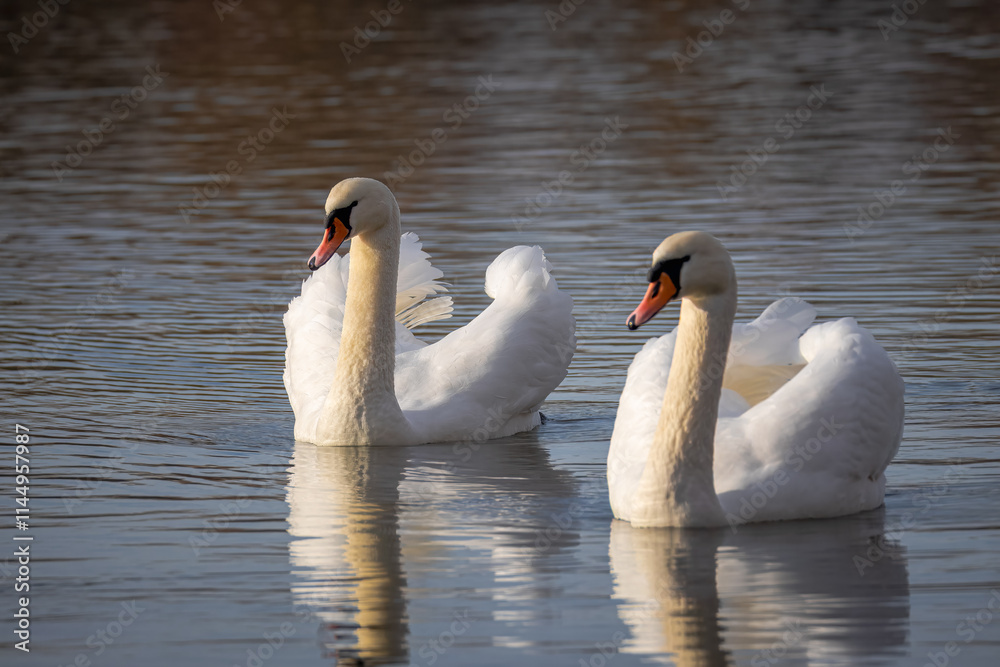 A mute swan couple swims in calm water with reflection toward the camera lens on a sunny autumn day. A mute swan couple swims in calm water with reflection toward the camera lens on a sunny autumn day.