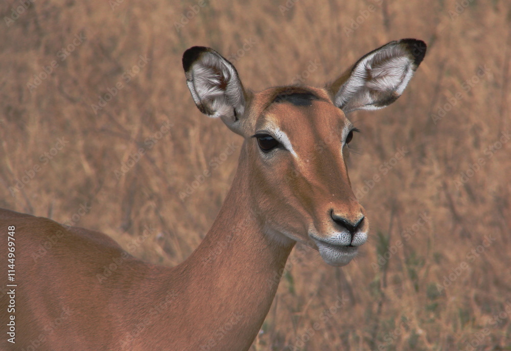 Portrait d'un impala ((Aepyceros melampus) dans la savane, en Tanzanie
