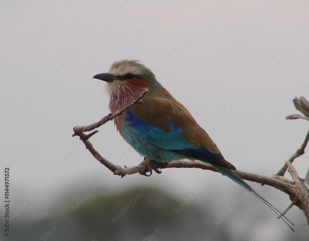 Obraz premium Rollier à gorge lilas (Coracias caudatus) posé sur une branche dans la nature en Tanzanie
