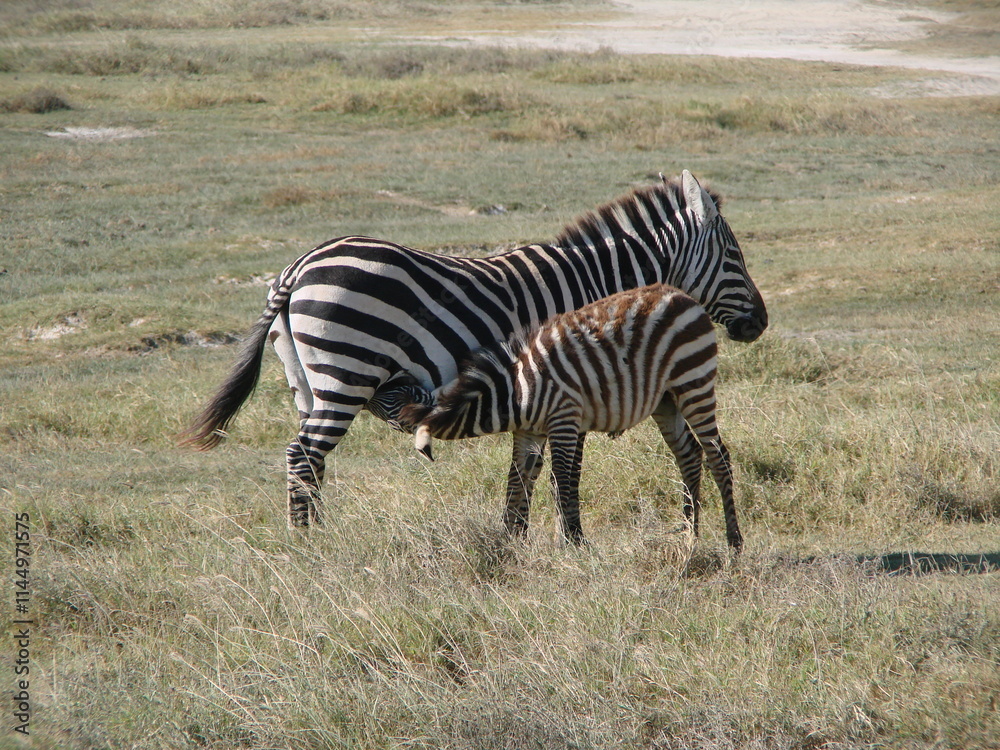 Jeune zèbre tétant sa mère dans la savane en Tanzanie