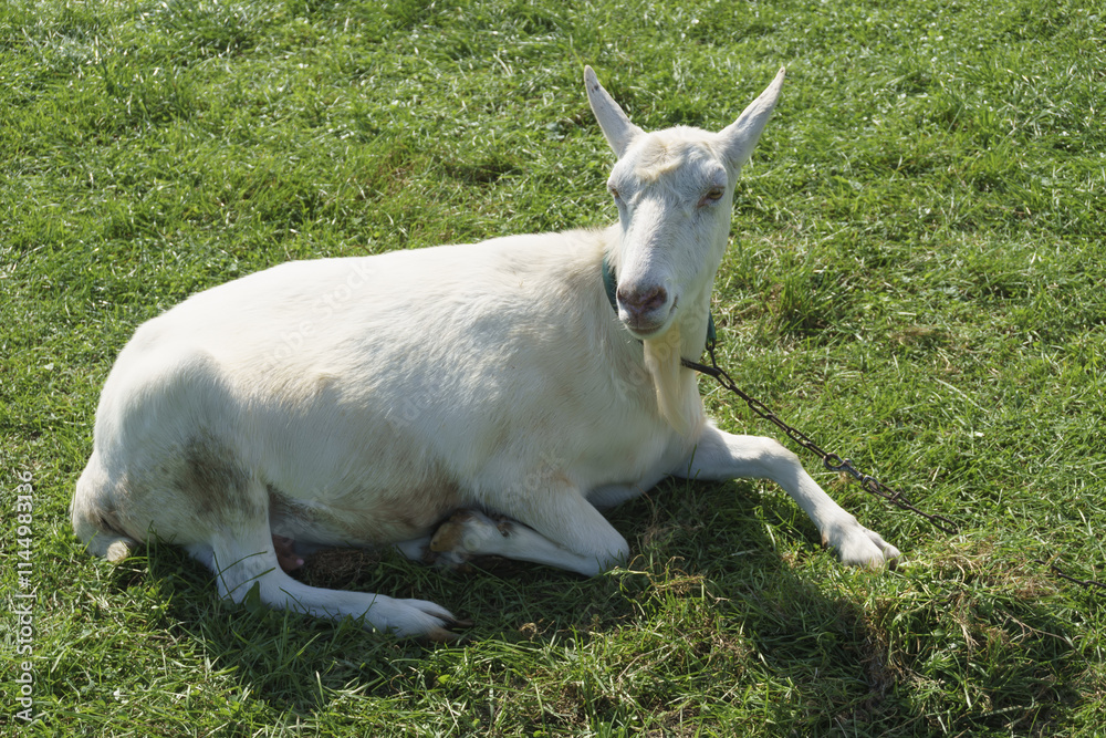 Obraz premium 蔵王ハートランドのヤギ Goats at Zao Heartland