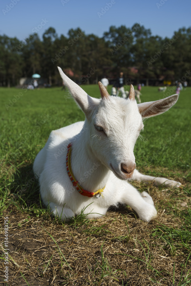 Obraz premium 蔵王ハートランドのヤギ Goats at Zao Heartland