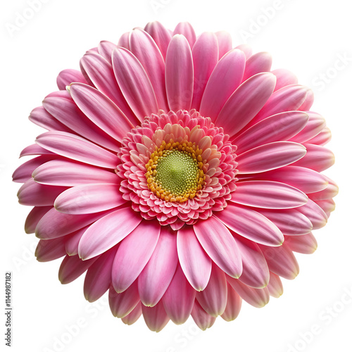 pink gerber daisy isolated on white