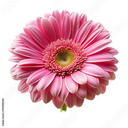 pink gerber daisy isolated on white