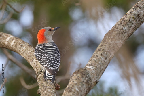 Female red bellied woodpecker clinging to tree trunk. 