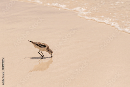 A Sanderling Searching For Food photo