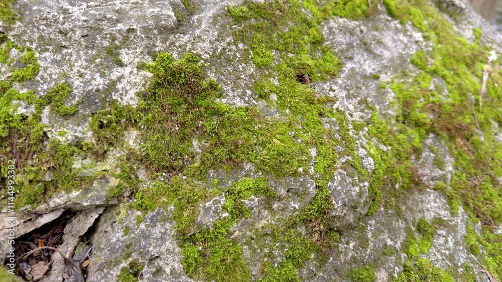 Exploring MossCovered Rocks in Their Natural Habitat A Journey into Biodiversity and Environment Exploring MossCovered Rocks in Their Natural Habitat A Journey into Biodiversity and Environment