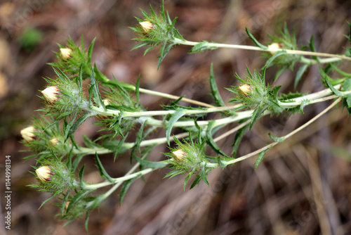 Carlina vulgaris plant grows in nature photo
