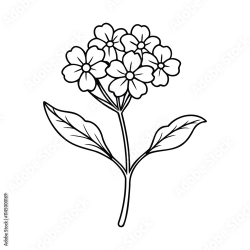 Black and white outline illustration of a verbena flower