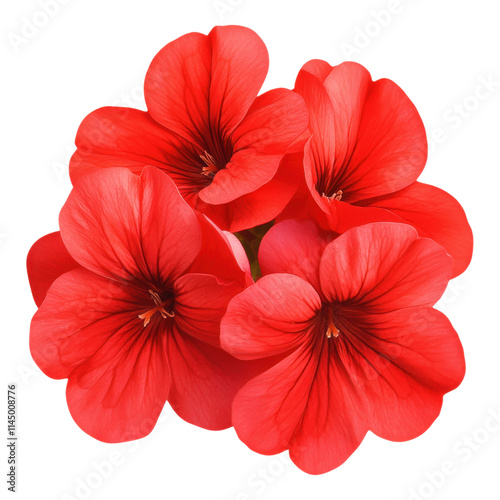 Obraz na płótnie Vibrant red flowers in bloom nature photography close-up view garden setting floral beauty w salonie