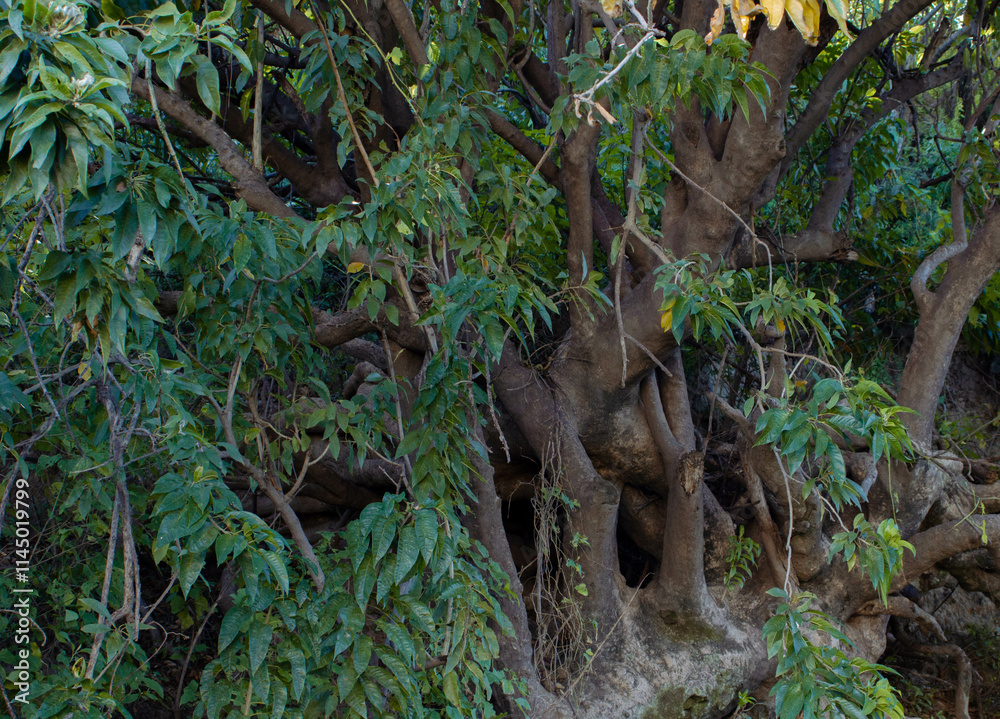 Obraz premium Plants and wood