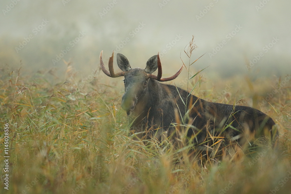 Obraz premium Łoś (Alces alces) moose