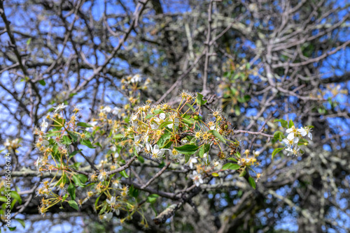 Close-Up of Wild Pear Flowers Blooming on a Branch Against Blue Sky photo