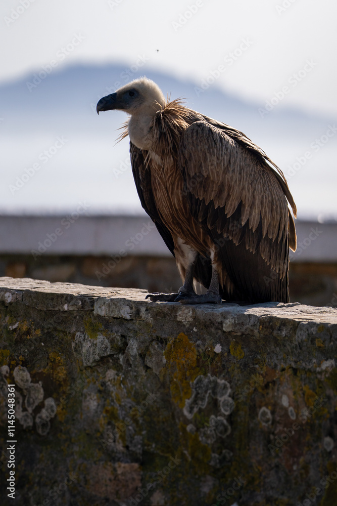 Fototapeta premium Vulture