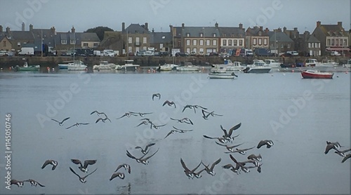 Envol d'oiseaux marins au premier plan, port de Barfleur, et vue sur des maisons à l'arrière-plan photo