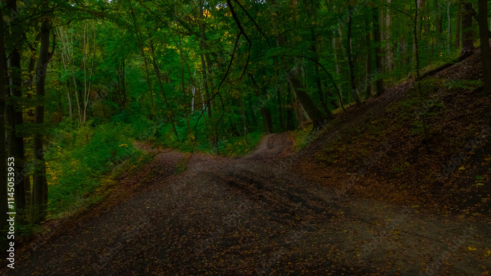 Obraz premium summer day forest environment space in shadow from the trees green foliage and dirt ground