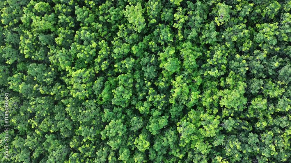 Aerial view of a lush green forest. Drone DJI 2 Aerial view of a lush green forest. Drone DJI 2
