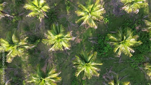 Palm tree, palm plantation top view circular motion aerial footage.
