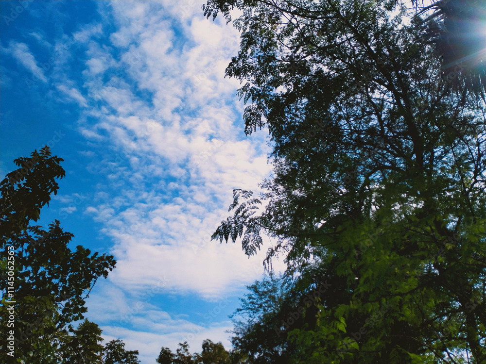 Tropical blue sky with white clouds and tree in the foreground Tropical blue sky with white clouds and tree in the foreground