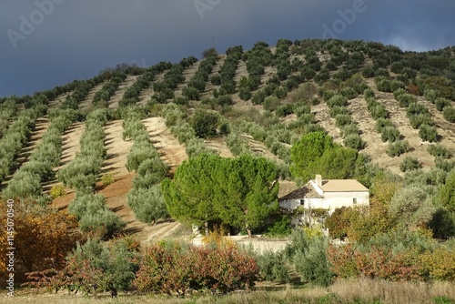 Champ d'oliviers en Espagne, Andalousie, province de Jaén, sous un ciel orageux, très lourd, gris foncé, et petite maison blanche en bas à droite photo