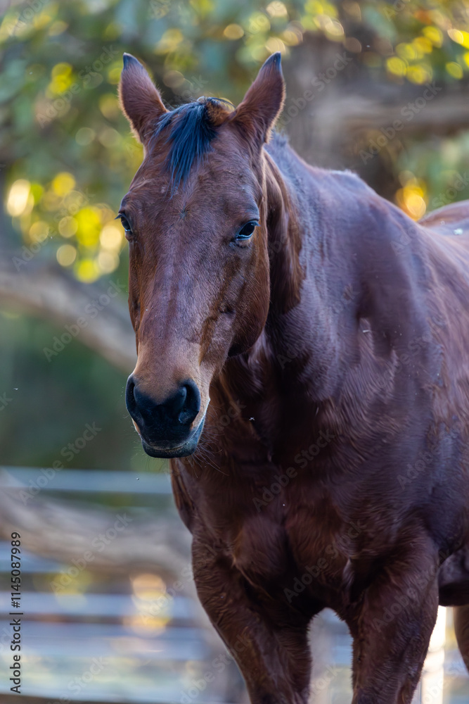Obraz premium Strong Horse, Muscular Horse