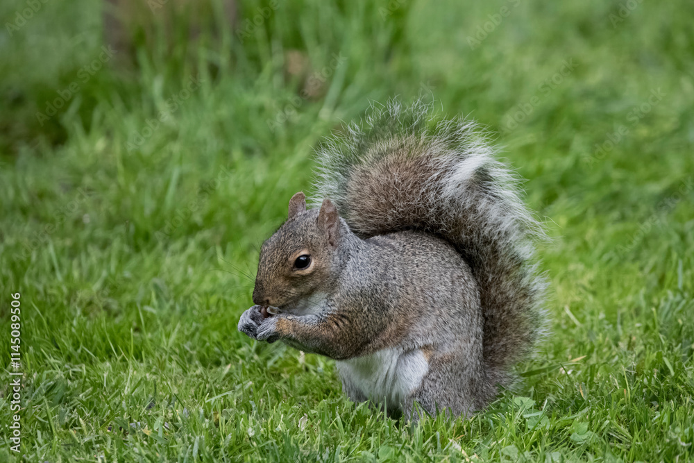 The Eastern Grey Squirrel (Sciurus carolinensis) The Eastern Grey Squirrel (Sciurus carolinensis)