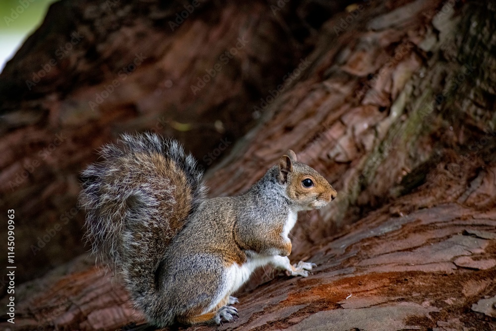 Obraz premium The Eastern Grey Squirrel (Sciurus carolinensis)