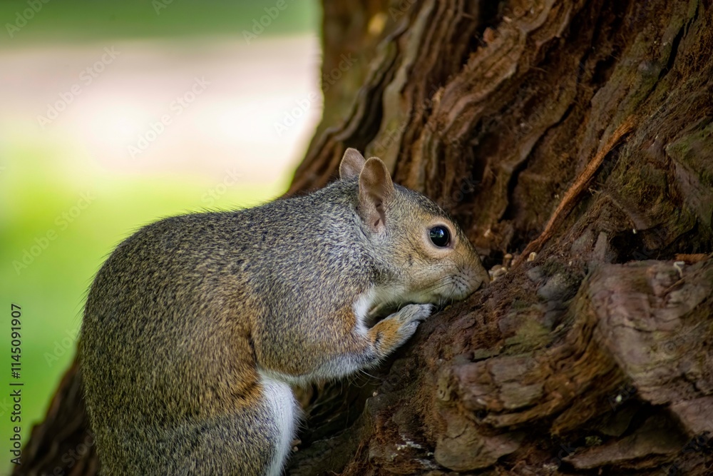 Obraz premium The Eastern Grey Squirrel (Sciurus carolinensis)