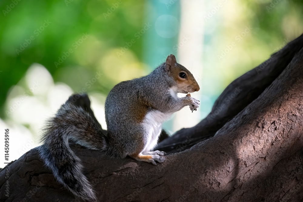 The Eastern Grey Squirrel (Sciurus carolinensis) The Eastern Grey Squirrel (Sciurus carolinensis)