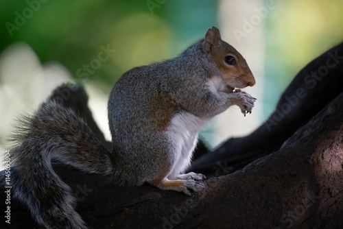 The Eastern Grey Squirrel (Sciurus carolinensis)