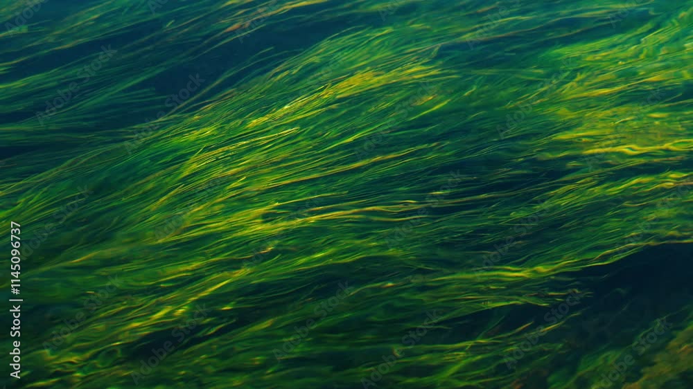Water flowing over green algae in a river creates a mesmerizing natural pattern Water flowing over green algae in a river creates a mesmerizing natural pattern