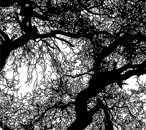 ramas, arbol, dechado, vector, encaje, negro, designio, floral, empapelar, arte, ilustración, flor, con textura