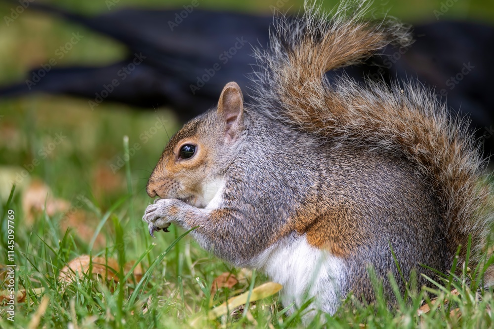 The Eastern Grey Squirrel (Sciurus carolinensis) The Eastern Grey Squirrel (Sciurus carolinensis)