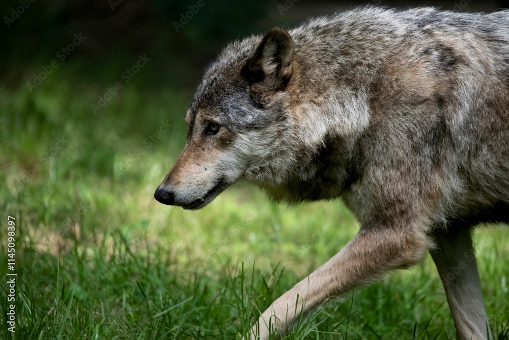 The Eurasian Wolf (Canis lupus lupus), also known as the Common Wolf. The Eurasian Wolf (Canis lupus lupus), also known as the Common Wolf.