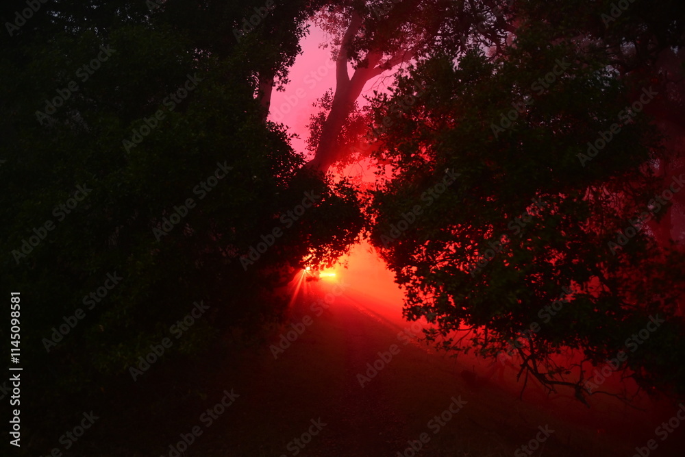 Fototapeta premium wicked looking light in the foggy forest at night