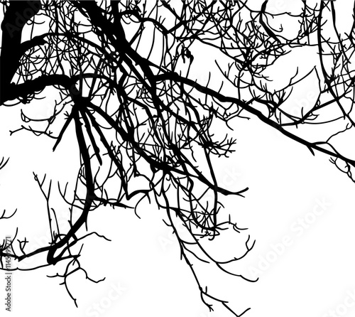 ramas, arbol, dechado, vector, encaje, negro, designio, floral, empapelar, arte, ilustración, flor, con textura