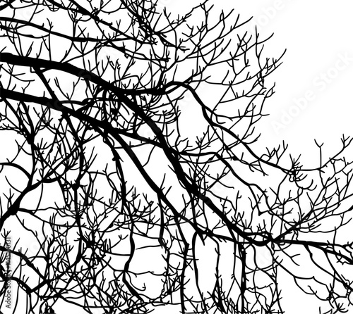 ramas, arbol, dechado, vector, encaje, negro, designio, floral, empapelar, arte, ilustración, flor, con textura