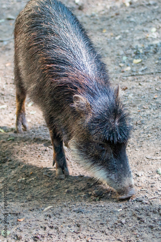 white-lipped peccary (in german Südliches Südliches Bisamschwein also Weißbartpekari) Tayassu pecari