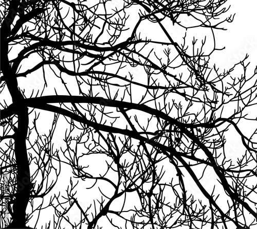 ramas, arbol, dechado, vector, encaje, negro, designio, floral, empapelar, arte, ilustración, flor, con textura