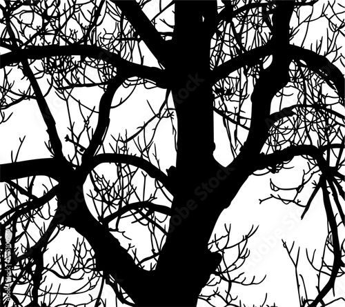 ramas, arbol, dechado, vector, encaje, negro, designio, floral, empapelar, arte, ilustración, flor, con textura