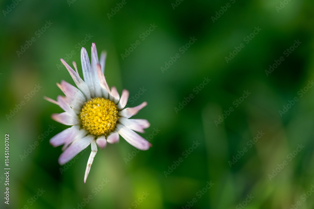 macro shot of daisy on a green background