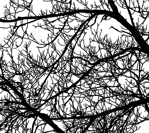 ramas, arbol, dechado, vector, encaje, negro, designio, floral, empapelar, arte, ilustración, flor, con textura