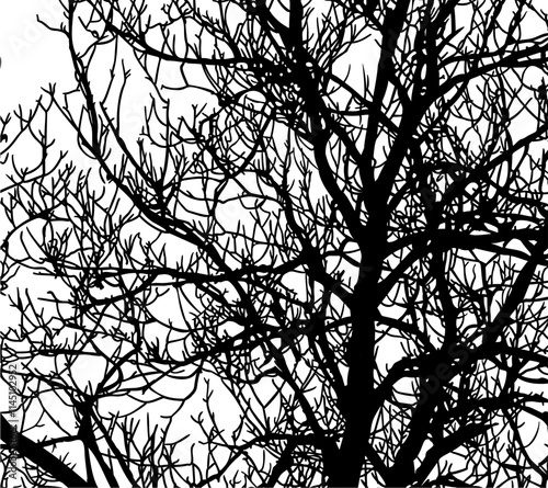 ramas, arbol, dechado, vector, encaje, negro, designio, floral, empapelar, arte, ilustración, flor, con textura