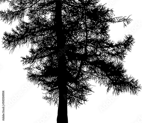árbol, pino, atardecer, cielo, silueta, sol, naturaleza, paisaje, amanecer, árbol, bruma, otoñal