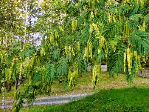 Bunches of seed pods hanging from a Persian Silk Tree or Mimosa (Albizia julibrissin)